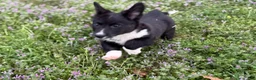 Welsh Corgi Cardigan dogs for sale: Jenny - Ad 8