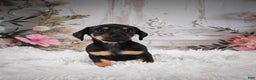 Miniature Dachshund dogs for sale: Pedro-AKC - Ad 4