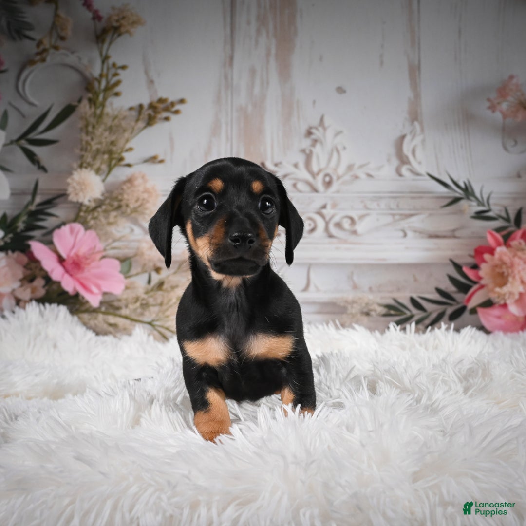 Miniature Dachshund dogs for sale: Pedro-AKC - Ad 4