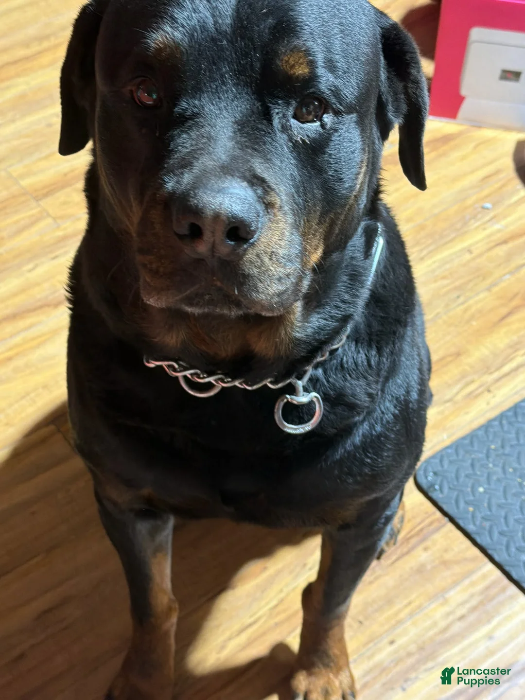 Rottweiler dogs for sale: Rottweiler F2 - Ad 26