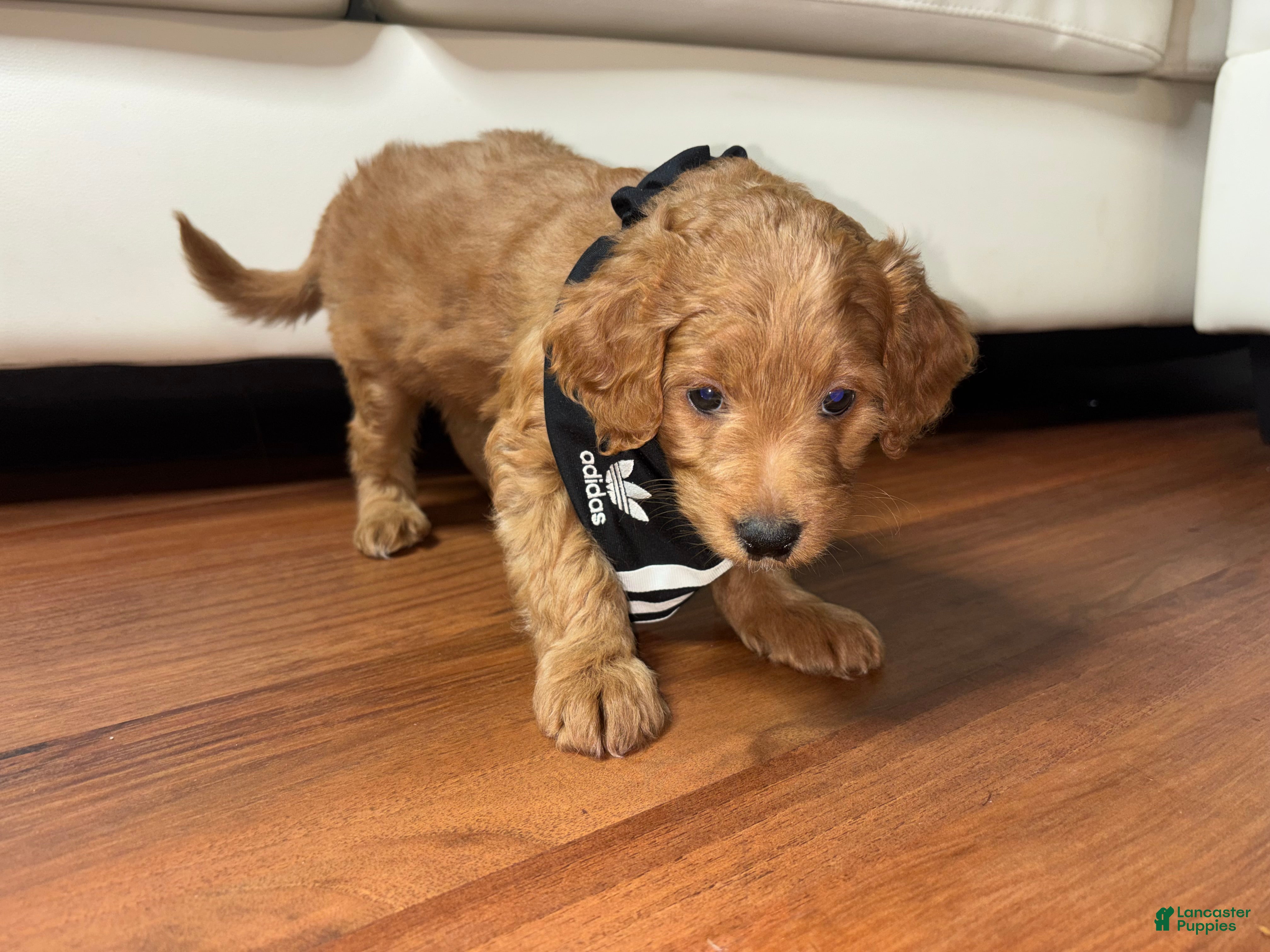 Mini Goldendoodle dogs for sale: Ruby  - Ad 8