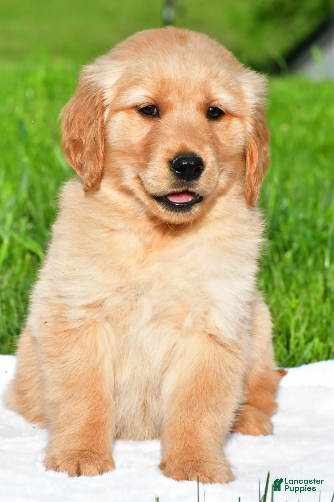 Golden Retriever dogs for sale: Charlie - Ad 1