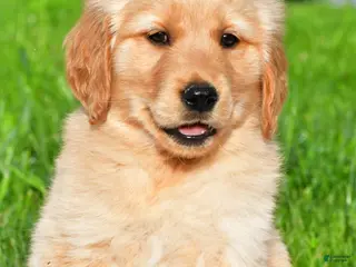 Golden Retriever dogs for sale: Charlie - Ad 1