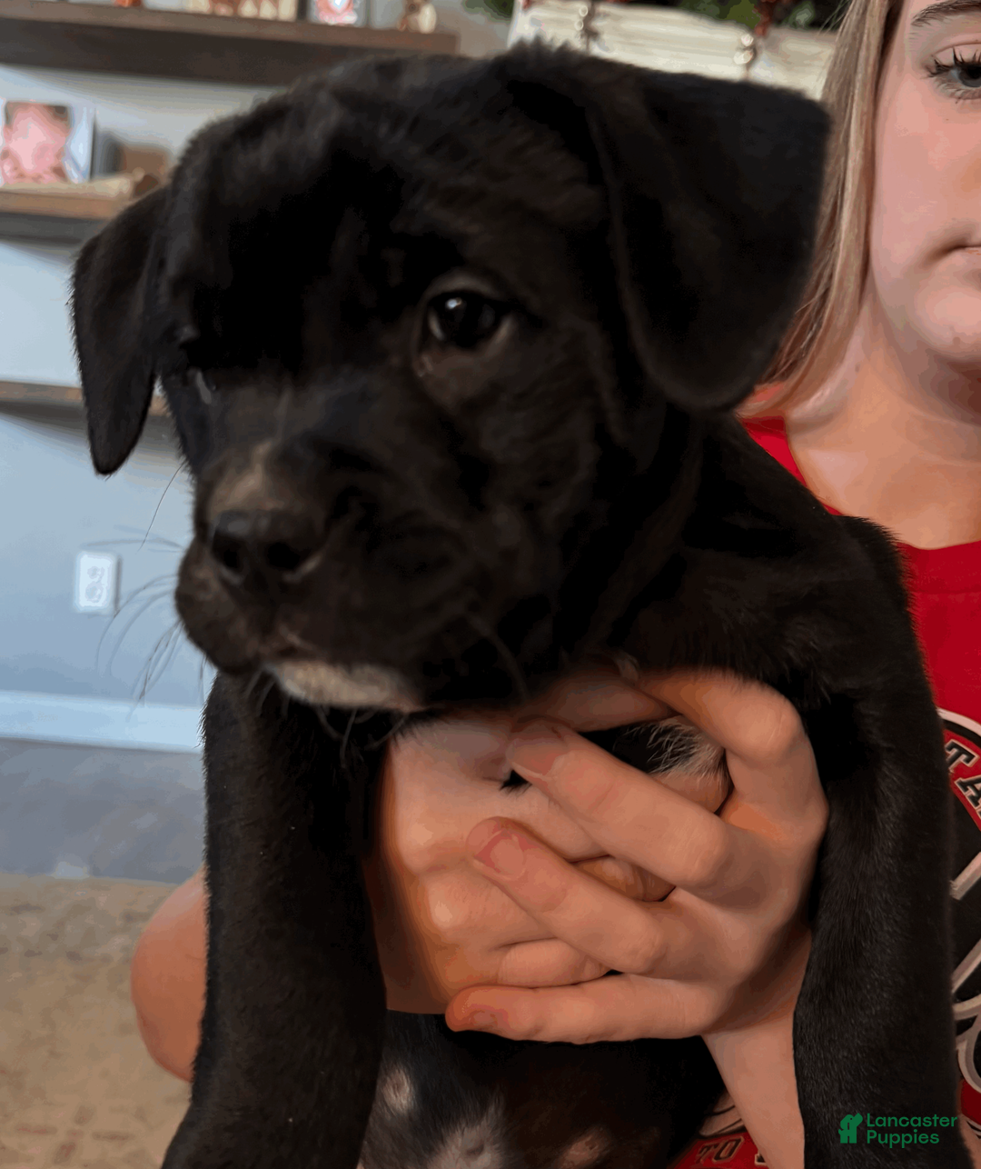 Mixed Breed dogs for sale: Blue Collar Boy - Ad 2