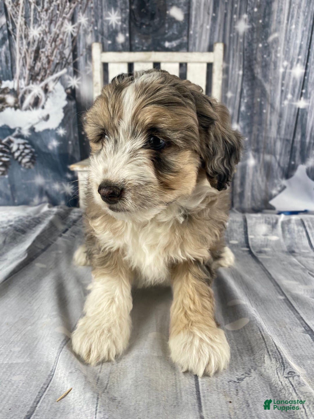 Aussiedoodle dogs for sale: Luke - Ad 10