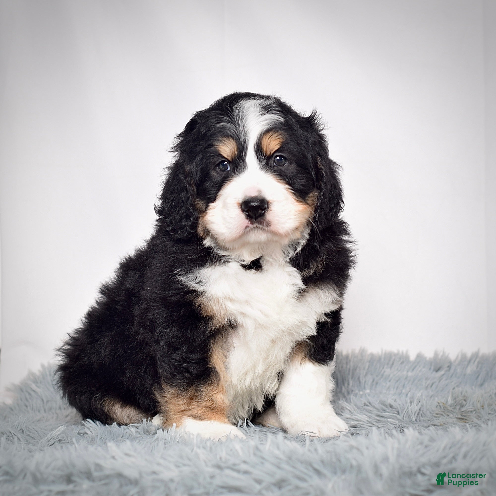 Bernedoodle dogs Mr. Sparky - Ad 6