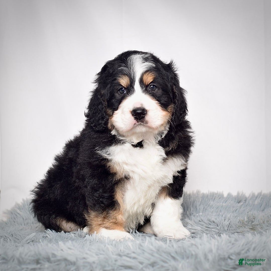 Bernedoodle dogs for sale: Mr. Sparky - Ad 1