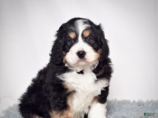 Bernedoodle dogs Mr. Sparky - Ad 6