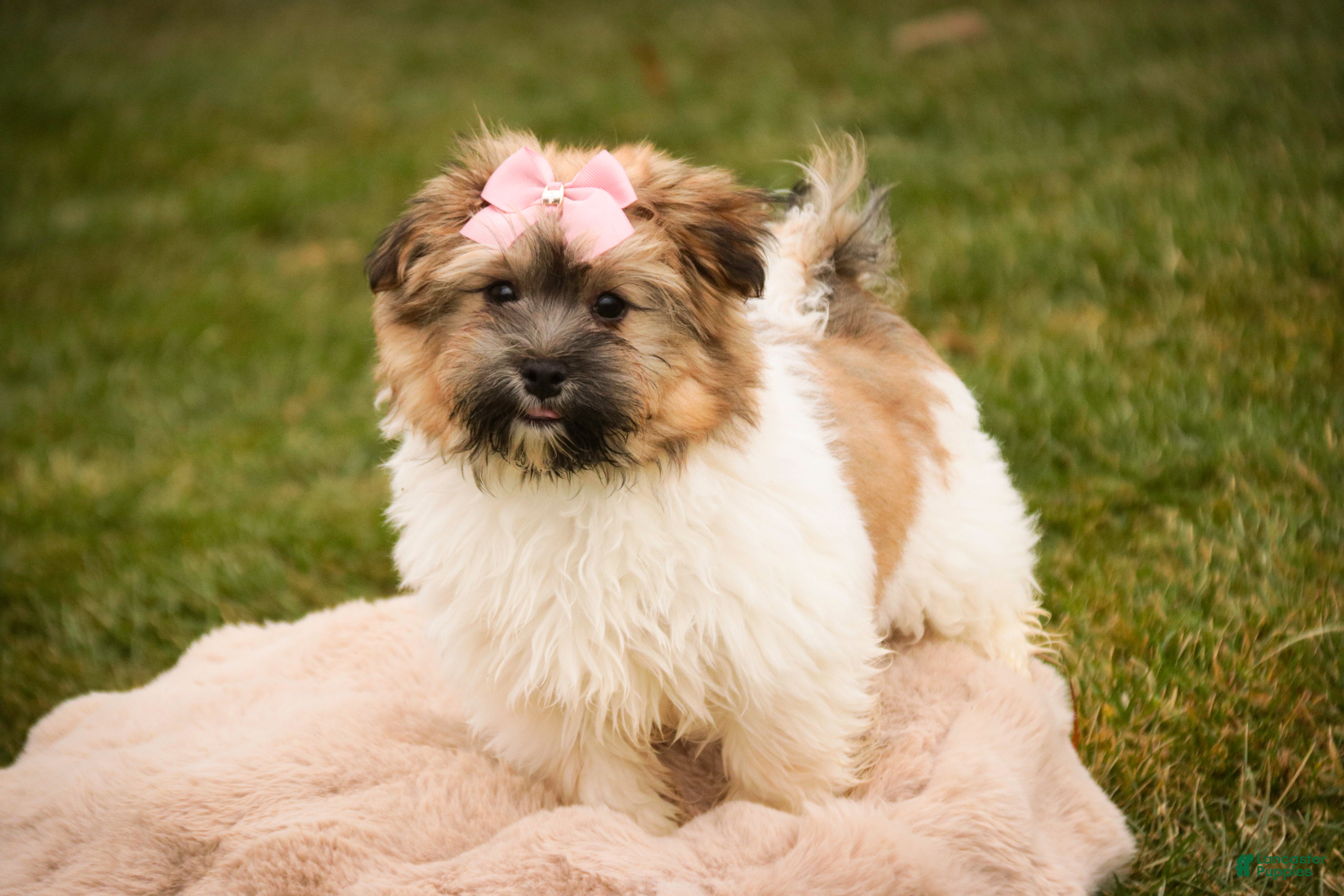 Havanese dogs Bella Rose - Ad 27