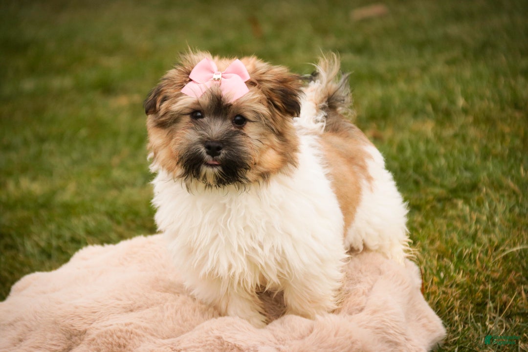 Havanese dogs for sale: Bella Rose - Ad 1