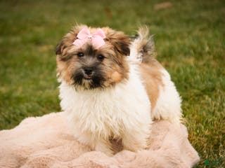 Havanese dogs Bella Rose - Ad 27