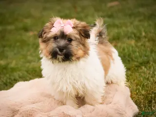 Havanese dogs Bella Rose - Ad 14