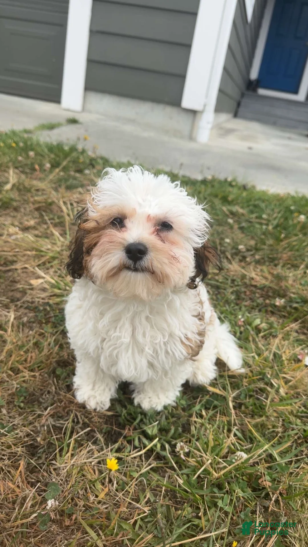 Shihpoo dogs for sale: Bella - Ad 3