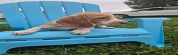Beagle dogs for sale: Polina - Ad 4