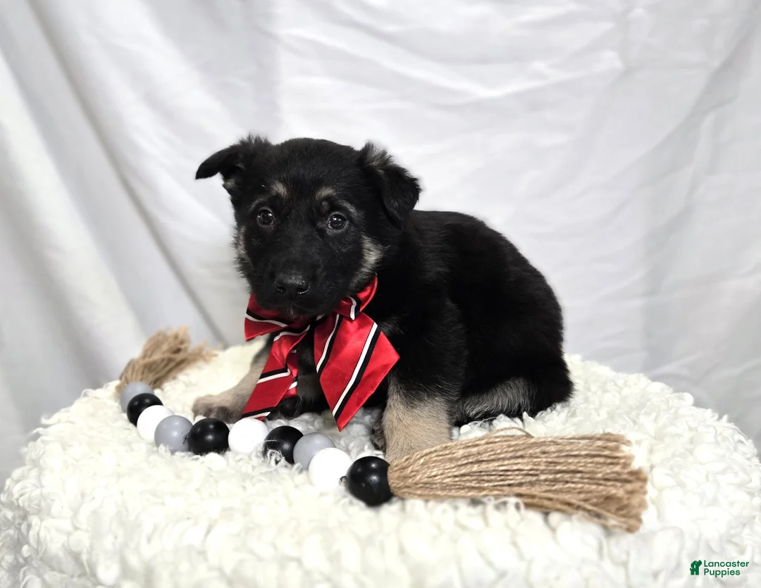 German Shepherd dogs for sale: Rusty - Ad 5