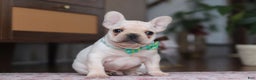 French Bulldog dogs for sale: Swayer - Ad 5