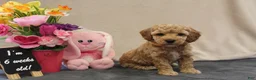 Miniature Poodle dogs for sale: Pom Pom - Ad 6