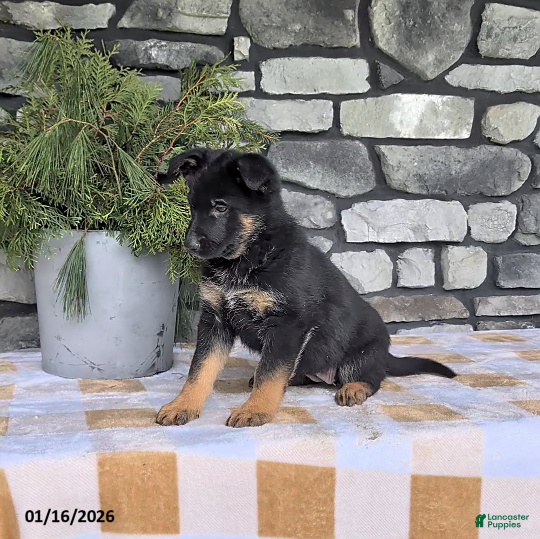 German Shepherd dogs for sale: Becca - Ad 2