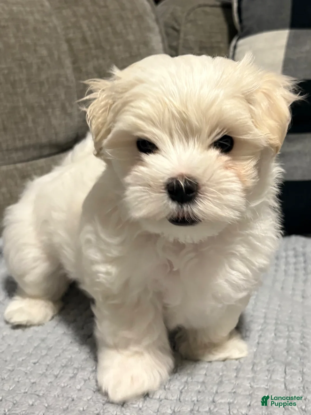 Maltese dogs for sale: Maltese Puppy 1 - Ad 2