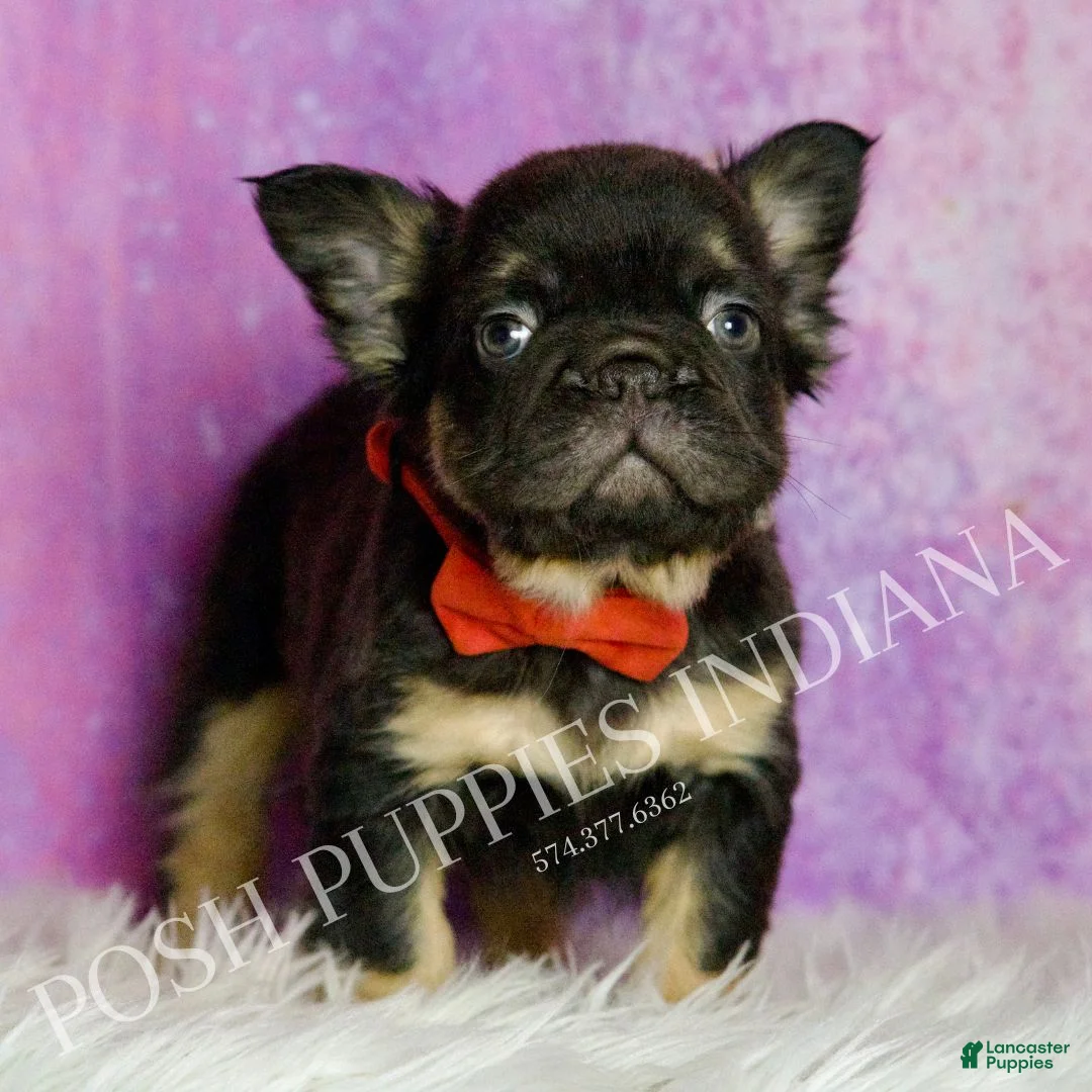 French Bulldog dogs for sale: Rolls Royce - Ad 4