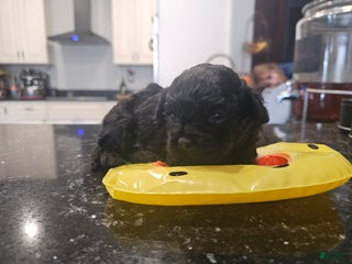 Shihpoo dogs Little one - Ad 2