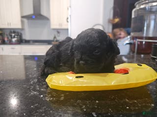 Shihpoo dogs Little one - Ad 15