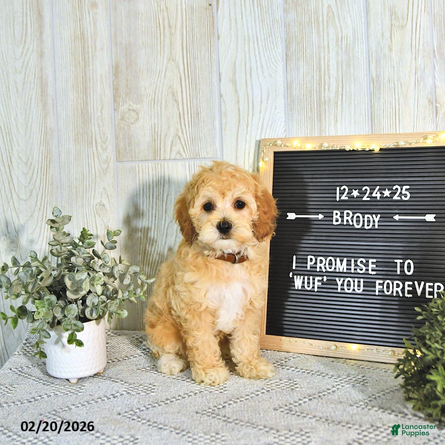 Cockapoo dogs Brody EXTRA SMALL - Ad 1