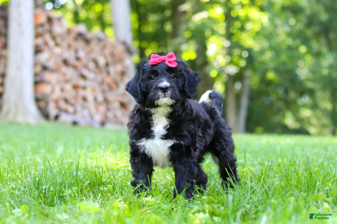 Bernedoodle dogs for sale: Pumpkin - Ad 2