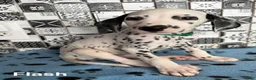 Dalmatian dogs for sale: Flash - Ad 4