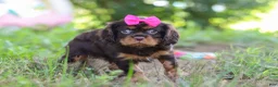 Cavalier King Charles Spaniel dogs for sale: Moch - Ad 2