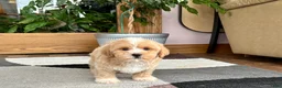 Mixed Breed dogs for sale: Lhatese boy 1 - Ad 12