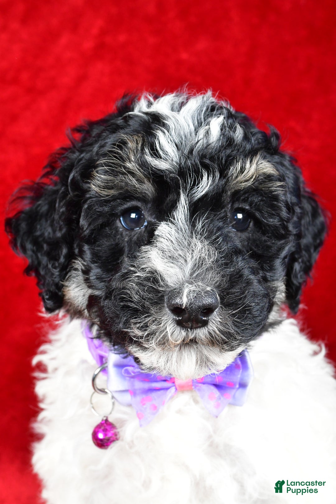 Miniature Poodle dogs for sale: Ernest - Ad 7