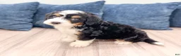 Mini Bernedoodle dogs for sale: Bruno - Ad 6