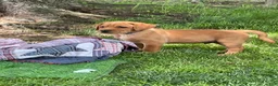 Labrador Retriever dogs for sale: Dark Blue collar.  Nicolas - Ad 7