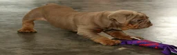 English Bulldog dogs for sale: Scotty - Ad 3