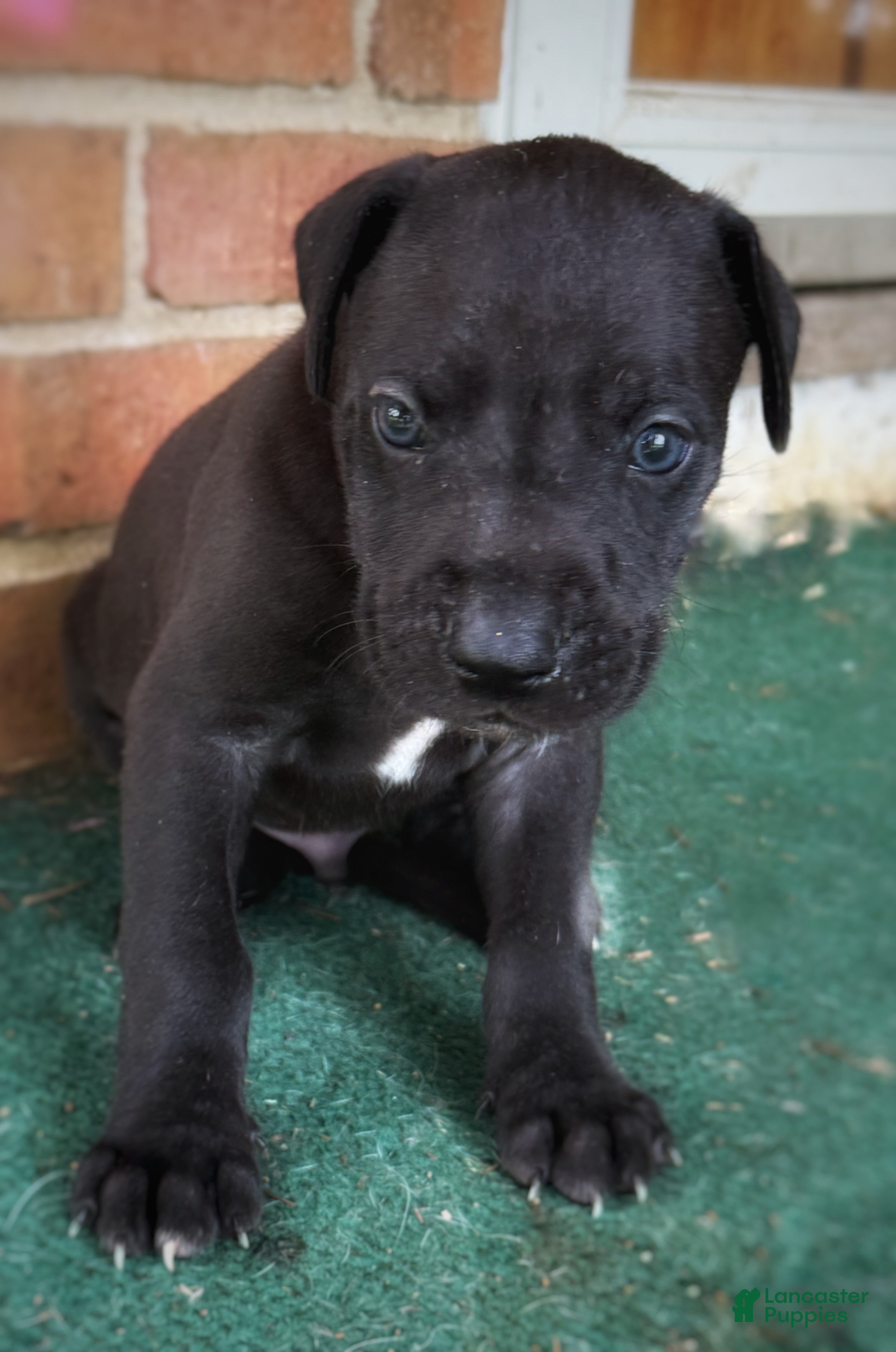Great Dane dogs Male  - Ad 2