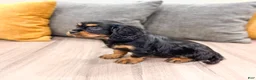Cavalier King Charles Spaniel dogs for sale: Daisy - Ad 4