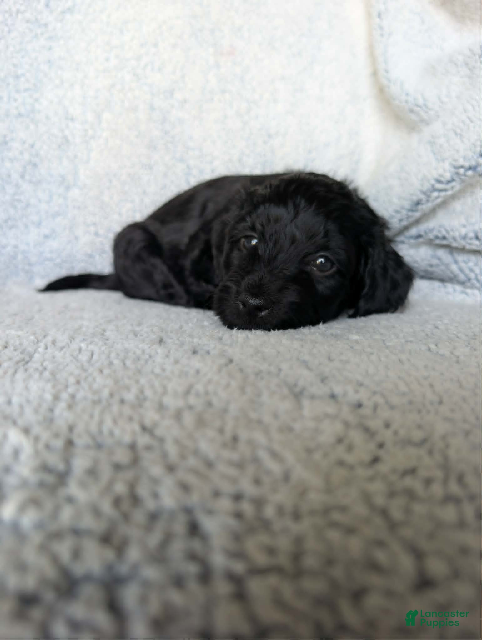 Mixed Breed dogs for sale: Midnight  - Ad 8
