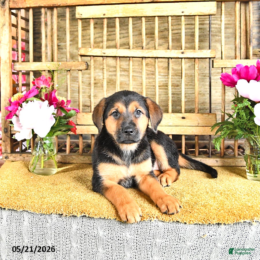 Golden Shepherd dogs Ruby - Ad 2