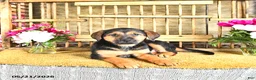 Golden Shepherd dogs for sale: Ruby - Ad 7