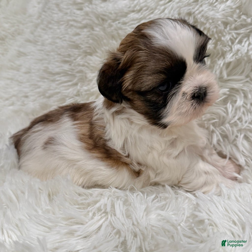 Shih Tzu dogs Maggie - Ad 2