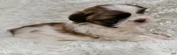 Shih Tzu dogs for sale: Maggie - Ad 2