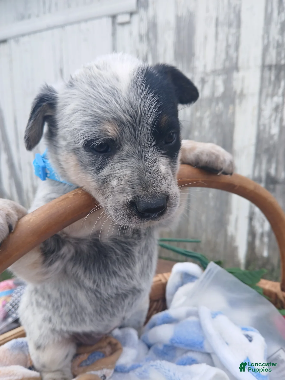 Australian Cattle Dog dogs for sale: Australian Cattle Dog Puppy 7 Blue Ivy - Ad 2