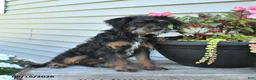 Jackapoo dogs for sale: Jenny - Ad 5