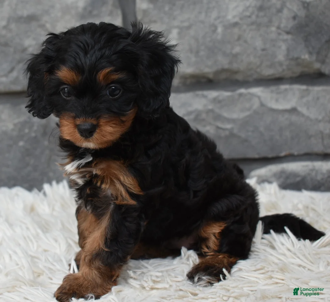 Cavapoo dogs for sale: Roxy - Ad 1