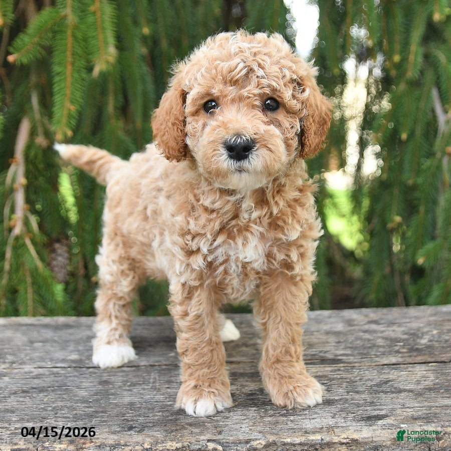 Goldendoodle dogs Milo - Ad 2