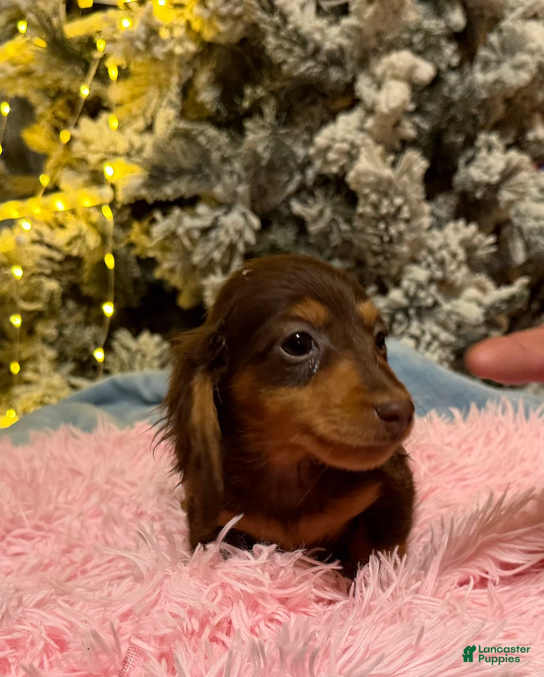 Miniature Dachshund dogs for sale: AKC Russian pra clear - Ad 80