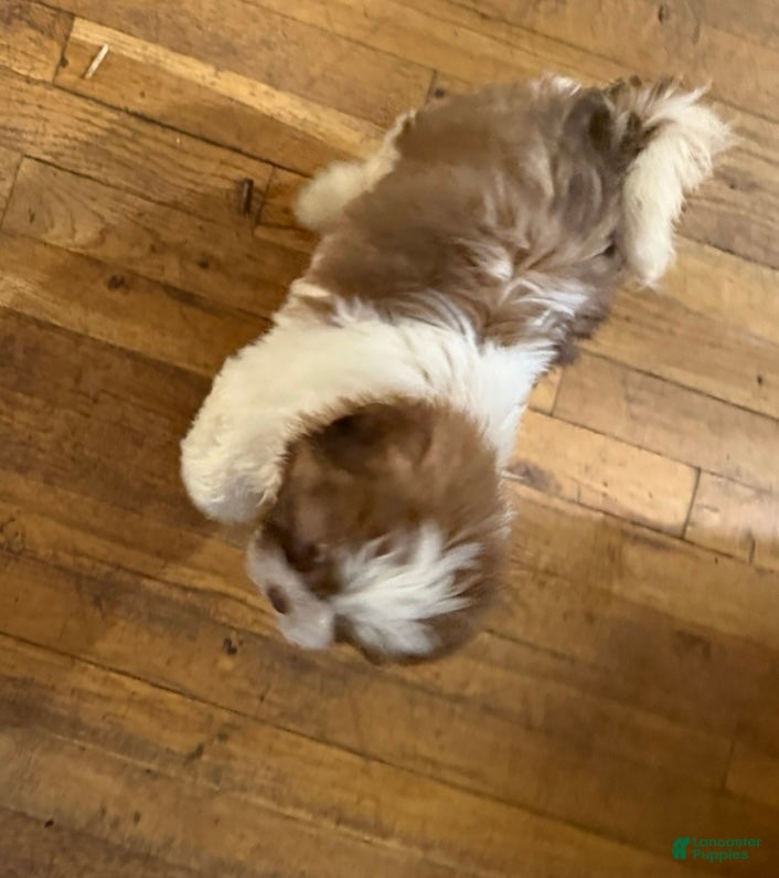 Shih Tzu dogs Shih Tzu Puppy 2 - Ad 24