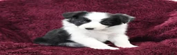 Border Collie dogs for sale: Tiny - Ad 2