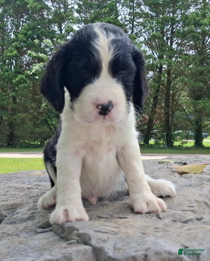 English Springer Spaniel dogs English Springer Spaniel Puppy 3 - Ad 10